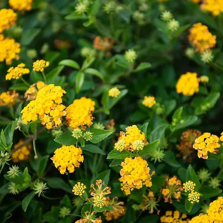 Willa Anna Maria Villasimius