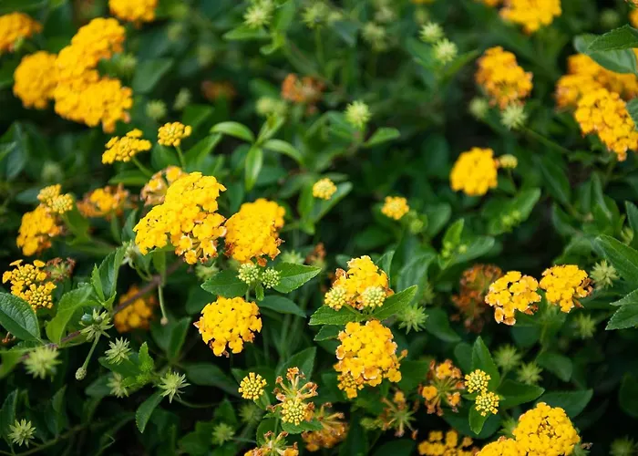 Villa Anna Maria Villasimius